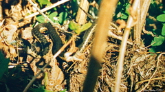Thamnophis couchii