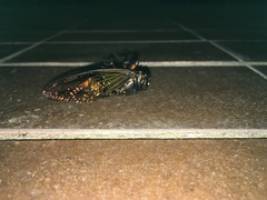 Cryptotympana mandarina