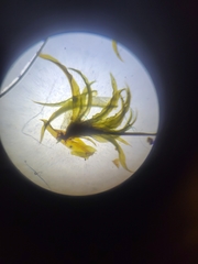 Tortella humilis