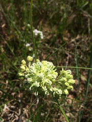 Asclepias stenophylla