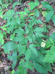 Aconitum stoloniferum