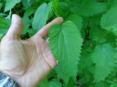 Urtica galeopsifolia