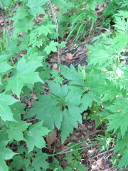 Aconitum stoloniferum