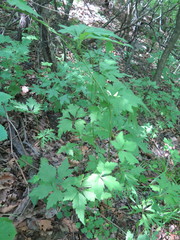 Aconitum stoloniferum
