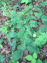 Aconitum stoloniferum