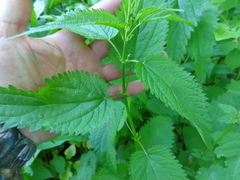 Urtica galeopsifolia
