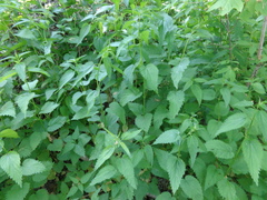 Urtica galeopsifolia