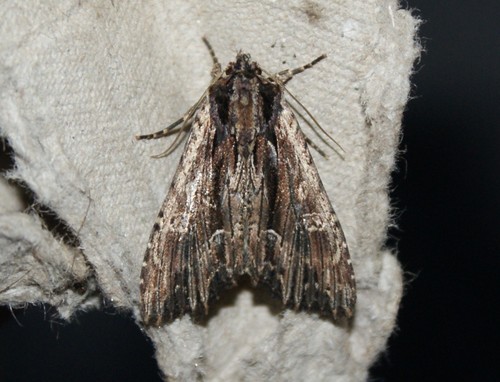 Black-dashed Apamea Moth