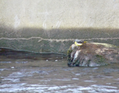 Motacilla cinerea cinerea