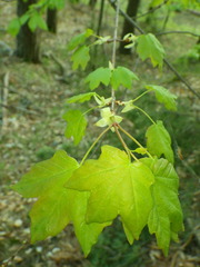 Acer hyrcanum