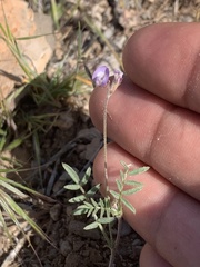 Astragalus nuttallianus imperfectus