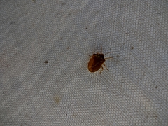 Dendrocoris contaminatus