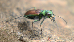 Cicindela splendida