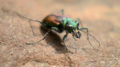 Cicindela splendida