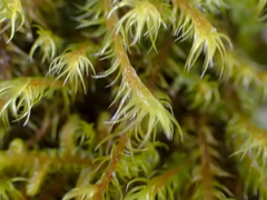 Racomitrium lawtonae