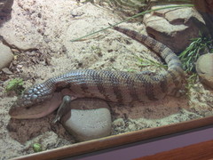 Tiliqua
