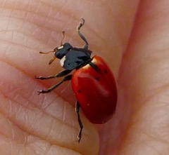 Hippodamia quinquesignata