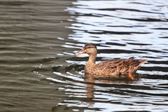 Anas platyrhynchos × fulvigula