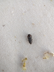 Chrysobothris lateralis