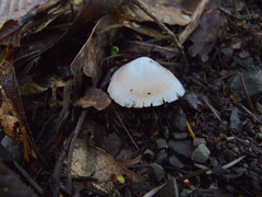 Inocybe albodisca