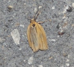 Acleris variana