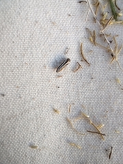 Agrilus gibbicollis