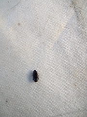 Chrysobothris acaciae