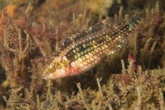 Oxycheilinus bimaculatus