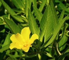 Ludwigia peploides montevidensis