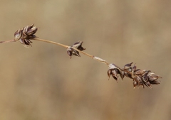 Carex tenuiculmis