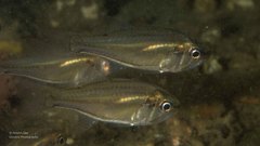 Siphamia roseigaster