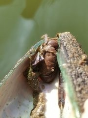 Myomenippe hardwickii