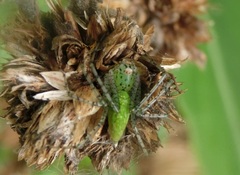 Peucetia formosensis