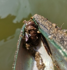 Myomenippe hardwickii