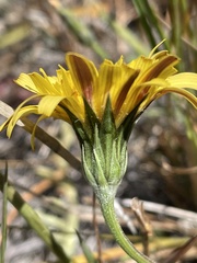 Microseris paludosa