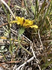 Microseris paludosa