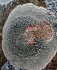Pertusaria pertusa