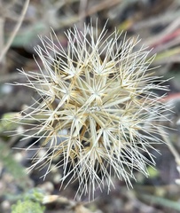 Microseris paludosa
