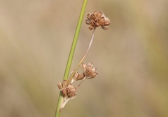 Juncus amabilis