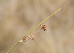 Juncus amabilis