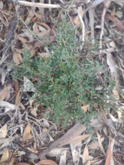 Pultenaea largiflorens