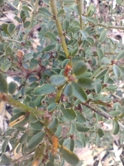 Pultenaea largiflorens