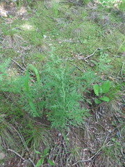 Artemisia freyniana