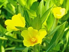 Ludwigia peploides montevidensis