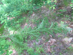 Artemisia freyniana