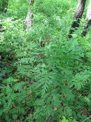 Artemisia freyniana