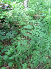 Artemisia freyniana