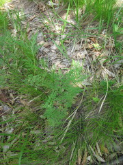 Artemisia freyniana