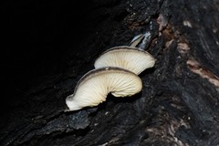 Conchomyces bursiformis