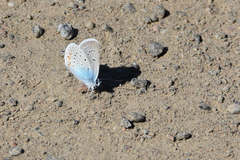 Polyommatus amandus